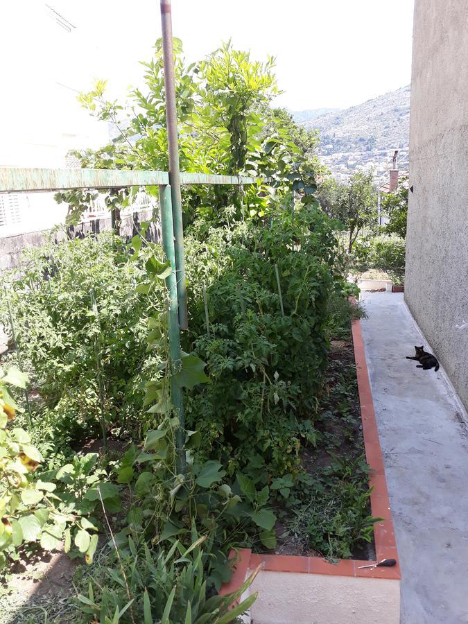 Studio Apartment Garden ดูบรอฟนิก ภายนอก รูปภาพ